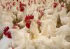 SA farmers alarmed over US poultry import concession