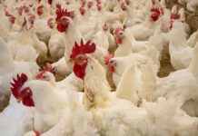 SA farmers alarmed over US poultry import concession
