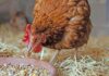 Navigating the legal landscape for emerging poultry farmers