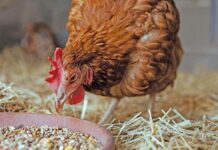 Navigating the legal landscape for emerging poultry farmers