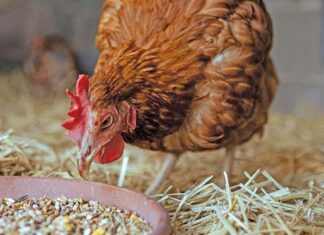 Navigating the legal landscape for emerging poultry farmers