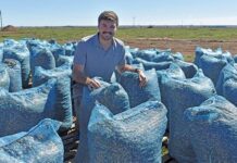 Growing and processing groundnuts can be lucrative