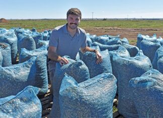Growing and processing groundnuts can be lucrative