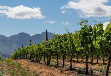 Netafim marks 60 years of precision irrigation and innovation globally