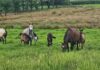 SA Boerperd: a breed tempered by Africa, for Africa