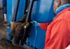 Foot-and-mouth disease restrictions lifted in Eastern Cape, Limpopo