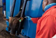 Foot-and-mouth disease restrictions lifted in Eastern Cape, Limpopo
