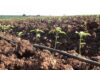 Prepare for higher fertiliser prices this summer