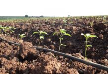 Prepare for higher fertiliser prices this summer