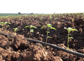 Prepare for higher fertiliser prices this summer