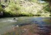 Tapping into the Saalboomspruit’s ‘golden bounty’