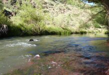 Tapping into the Saalboomspruit’s ‘golden bounty’