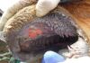 Foot-and-mouth disease outbreak confirmed on Free State commercial farm