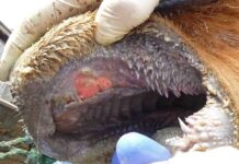 Foot-and-mouth disease outbreak confirmed on Free State commercial farm