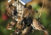 Feeding garden birds to help them survive the winter
