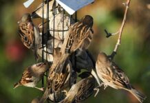 Feeding garden birds to help them survive the winter