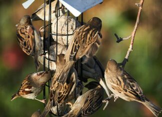 Feeding garden birds to help them survive the winter