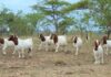 Producers can’t keep up with global demand for goat meat