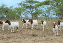 Producers can’t keep up with global demand for goat meat