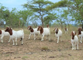 Producers can’t keep up with global demand for goat meat