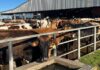 Upcoming indaba to focus on national foot-and-mouth disease strategy