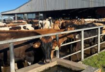 Upcoming indaba to focus on national foot-and-mouth disease strategy