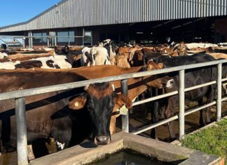 Upcoming indaba to focus on national foot-and-mouth disease strategy