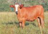 Joshlin Simbra Stud: Small herd, strong genetics, big results