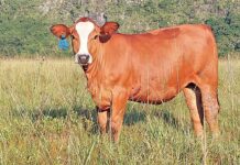 Joshlin Simbra Stud: Small herd, strong genetics, big results
