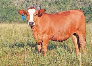 Joshlin Simbra Stud: Small herd, strong genetics, big results