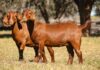 South African goat breeds raise the bar for global meat quality