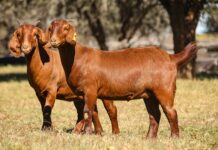 South African goat breeds raise the bar for global meat quality