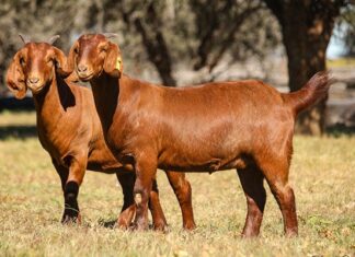 South African goat breeds raise the bar for global meat quality