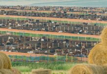 Karan Beef allowed to resume slaughtering after FMD outbreak