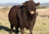 Bonsmara bull sold for R4 million at auction in KZN