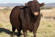 Bonsmara bull sold for R4 million at auction in KZN