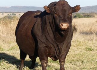 Bonsmara bull sold for R4 million at auction in KZN