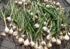 Growing onions as a market gardener or small-scale producer
