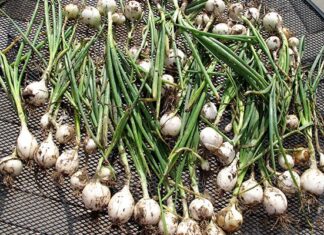 Growing onions as a market gardener or small-scale producer