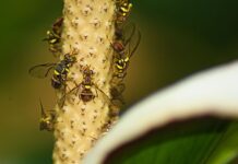 Reports of Oriental fruit fly presence in Grabouw are ‘false and misleading’