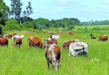 The importance of livestock for sustainable agriculture