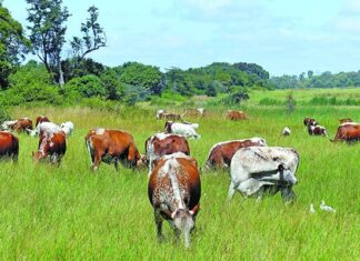 The importance of livestock for sustainable agriculture