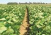 Summer crops shine, winter grains hold steady