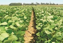 Summer crops shine, winter grains hold steady