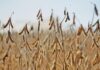 ‘South Africa is making strides against illegal seed practices’