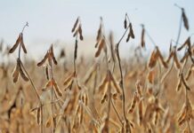 ‘South Africa is making strides against illegal seed practices’