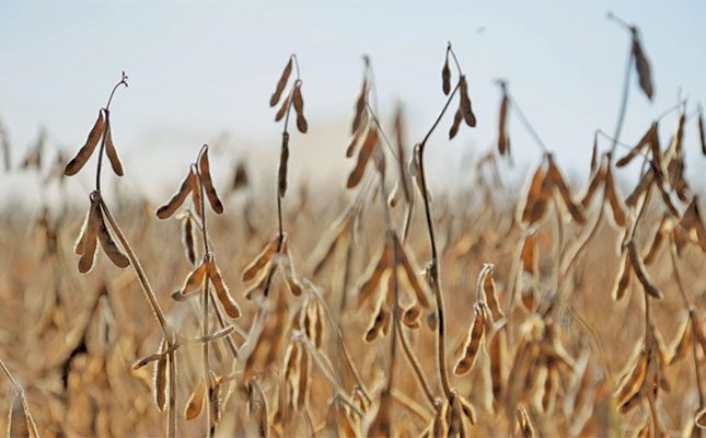 ‘South Africa is making strides against illegal seed practices’ ‘South Africa is making strides against illegal seed practices’
