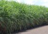 Drip irrigation on sugar cane saves water, energy, and labour