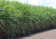 Drip irrigation on sugar cane saves water, energy, and labour