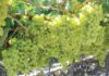 SA agriculture sector grapples with US tariff blow